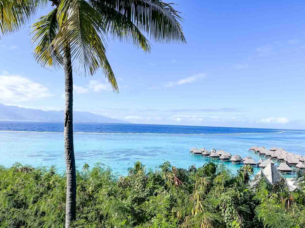 Moorea palm tree with ocean in background and overwater bungalows