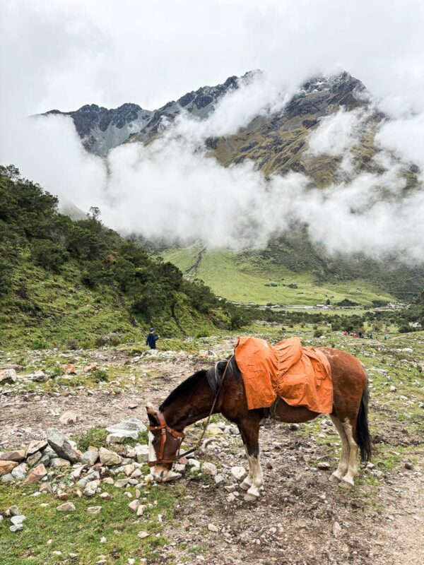 horse at Humantay Lake